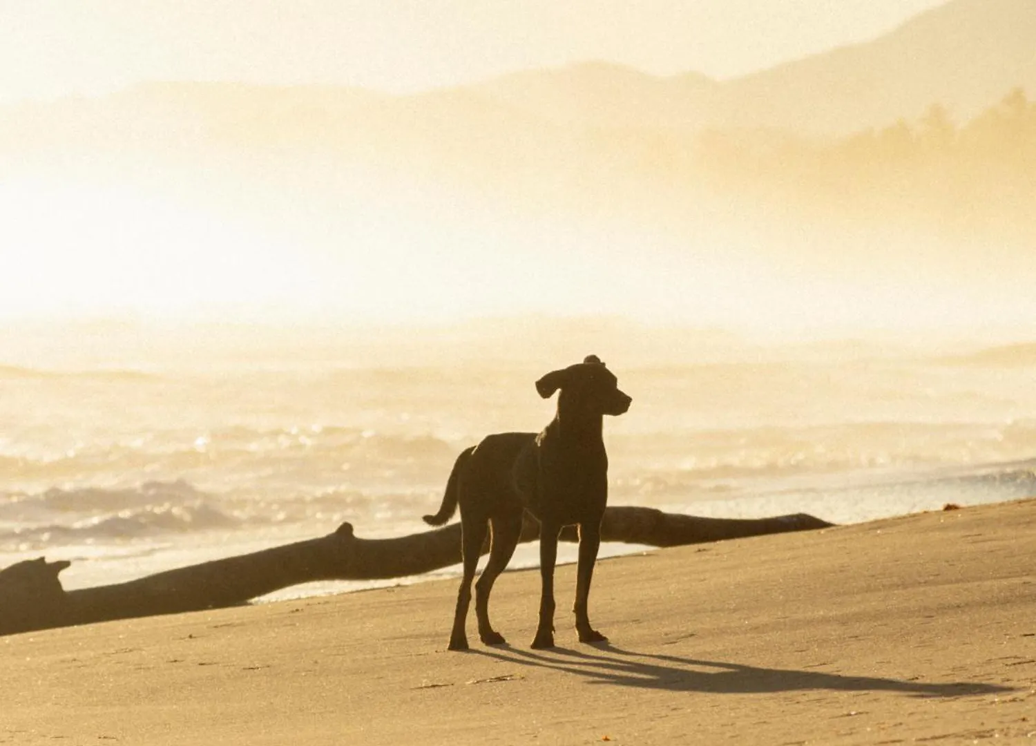 Las Canas Beach Retreat Gaspar Hernandez
